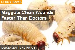 Maggots Clean Wounds Faster Than Doctors
