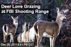 Deer Love Grazing at FBI Academy in Quantico, Virginia