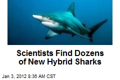 Scientists Find Dozens of New Hybrid Sharks