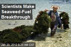 Scientists Make Seaweed-Fuel Breakthrough
