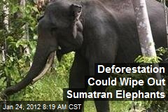 Deforestation Could Wipe Out Sumatran Elephants
