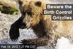 Beware the Birth Control Grizzlies