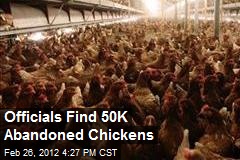 Officials Find 50K Abandoned Chickens