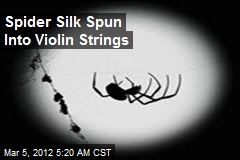 Spider Silk Spun Into Violin Strings