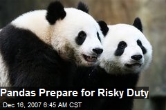 Pandas Prepare for Risky Duty