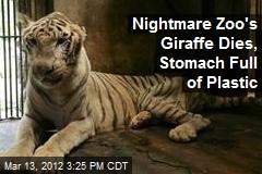 Nightmare Zoo&#39;s Giraffe Dies, Stomach Full of Plastic