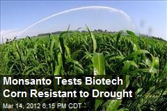 Monsanto Tests Biotech Corn Resistant to Drought