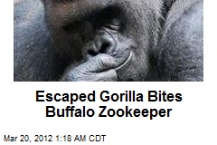 Escaped Gorilla Bites Buffalo Zookeeper
