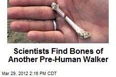 Scientists Find Bones of Another Pre-Human Walker
