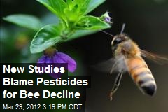 New Studies Blame Pesticides for Bee Decline