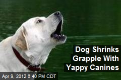 Dog Shrinks Grapple With Canines Who Can&#39;t Stop Yapping