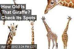 Giraffe Spots