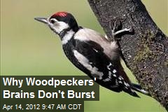 Why Woodpeckers&#39; Brains Don&#39;t Burst