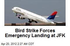 Bird Strike Forces Emergency Landing at JFK