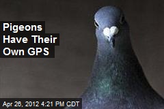 Pigeons Have Their Own GPS