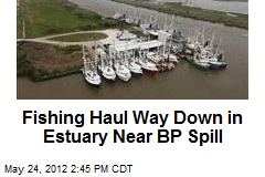 Fishing Haul Way Down in Estuary Near BP Spill