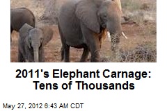 2011&#39;s Elephant Carnage: Tens of Thousands