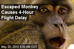 Escaped Monkey Causes 4-Hour Flight Delay