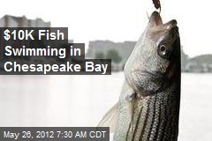 $10K Fish Swimming in Chesapeake Bay