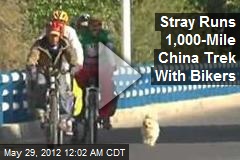 Stray Makes 1,000-Mile China Trek With Bikers