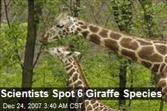 Scientists Spot 6 Giraffe Species