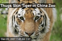 Thugs Skin Tiger in China Zoo