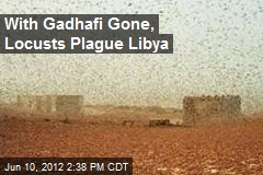 With Gadhafi Gone, Locusts Plague Libya