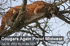 Cougars Again Prowl Midwest
