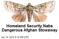 Homeland Security Nabs Dangerous Afghan Stowaway