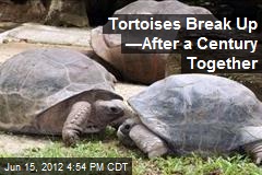 Tortoises Break Up &mdash;After a Century Together