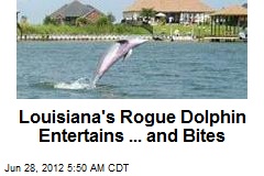 Rogue Dolphin Stalks New Orleans Suburb