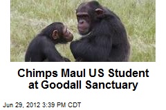 Chimps Maul US Student at Goodall Sanctuary