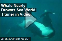 Whale Nearly Drowns Sea World Trainer in Video