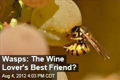 Wasps: The Wine Lover&#39;s Best Friend?