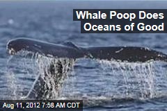Whale Poop Does Oceans of Good