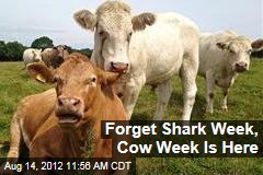 Forget Shark Week, Cow Week Is Here