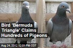 Bird &#39;Bermuda Triangle&#39; Claims Hundreds of Pigeons