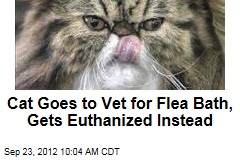 Cat Goes to Vet for Flea Bath, Gets Euthanized Instead