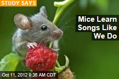 Mice Learn Songs Like We Do