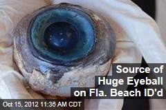 Source of Huge Eyeball on Fla. Beach ID&#39;d