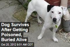Dog Survives After Getting Poisoned, Buried Alive