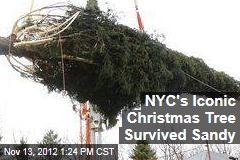 NYC&#39;s Iconic Christmas Tree Survived Sandy