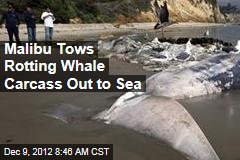 Malibu Tows Rotting Whale Carcass Out to Sea