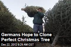 Germans Hope to Clone Perfect Christmas Tree