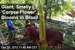 Giant, Smelly &#39;Corpse Flower&#39; Blooms in Brazil