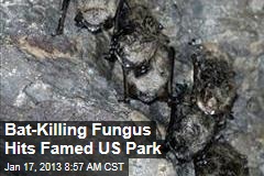 Bat-Killing Fungus Hits Famed US Park