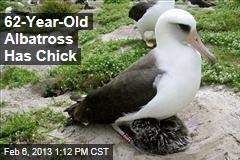 62-Year-Old Albatross Has Chick