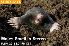 Moles Smell in Stereo
