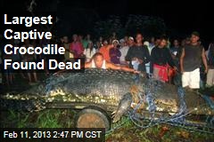 Largest Captive Crocodile Found Dead