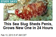 This Sea Slug Sheds Penis, Grows New One in 24 Hours